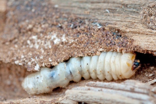 Holzschutzmittel gegen holzwürmer - Der Vergleichssieger unserer Redaktion