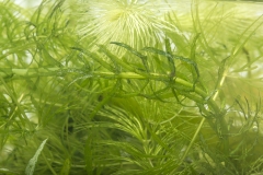 Alle Hornkraut gegen algen im Überblick
