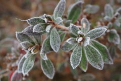 hortensien-erfroren-nach-austrieb