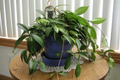 Hoya pflanze - Der absolute Vergleichssieger 