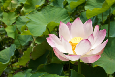 indische-lotusblume-anzucht