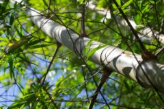 ist-bambus-holz