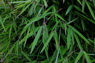 jade-bambus-im-kuebel