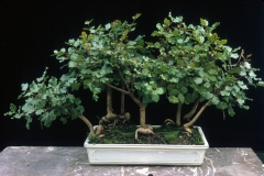 johannisbrotbaum-bonsai