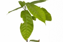 kakaopflanze-anbau