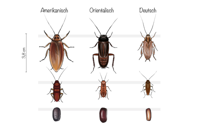 Amerikanische, deutsche und orientalische Kakerlaken-Art im Vergleich