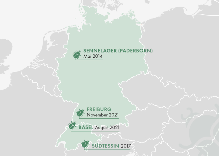 Karte über die Verbreitung des Japankäfers in Deutschland als Illustration