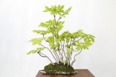kastanie-bonsai