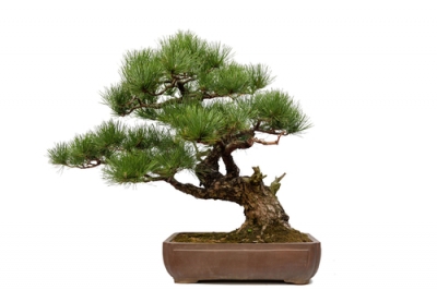 kiefer-bonsai