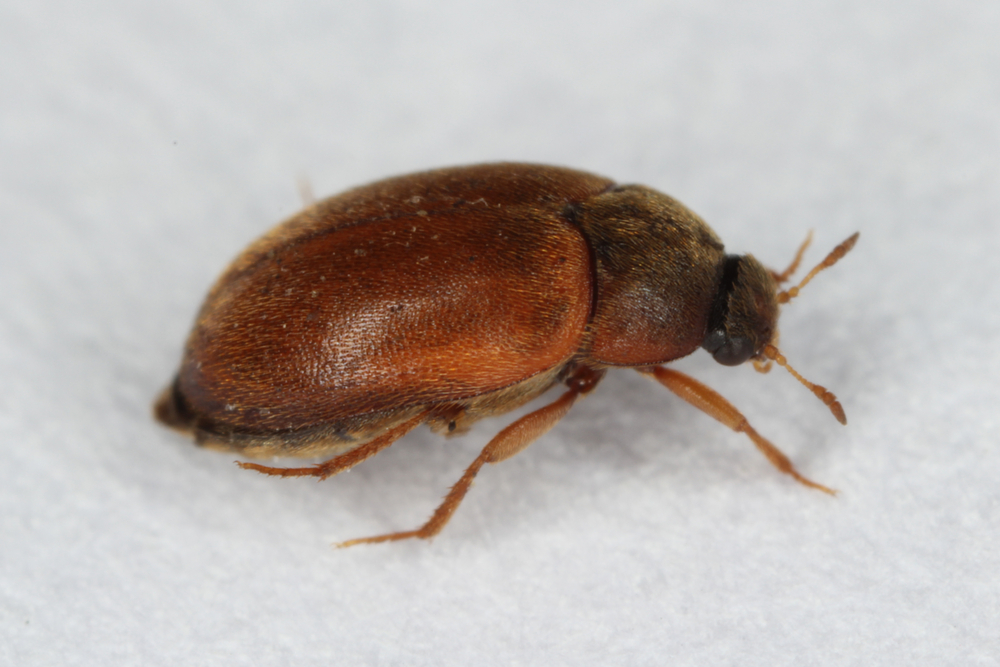Kleine braune Käfer in der Wohnung - Diese 5 Käferarten können es sein.