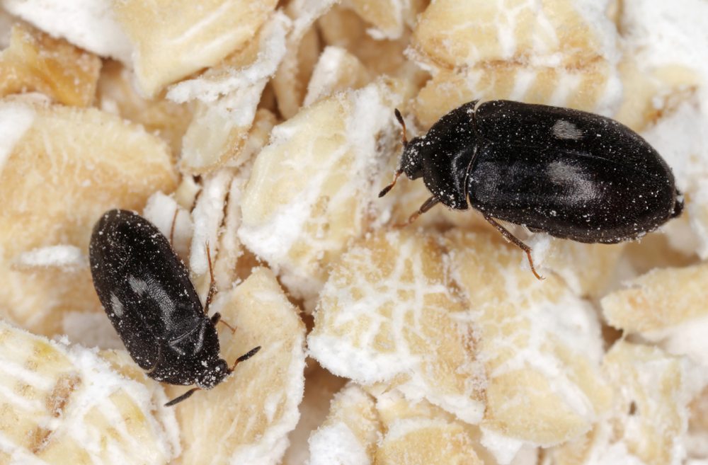 Kleine schwarze Käfer bestimmen - Tipps für drinnen und draußen.
