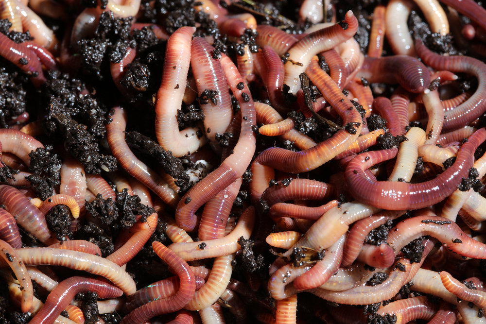 500 Kompostwürmer Kompostwurm Wurmfarm Wurmkomposter Kompost 