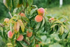 kraeuselkrankheit-aprikosenbaum