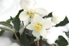 kuebel-bepflanzen-winterhart
