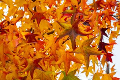 kugel-amberbaum-krankheiten