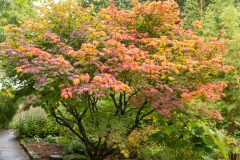 Reihenfolge der besten Sumpfzypresse bonsai
