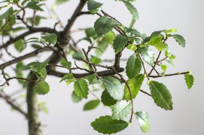 liguster-bonsai-verliert-blaetter