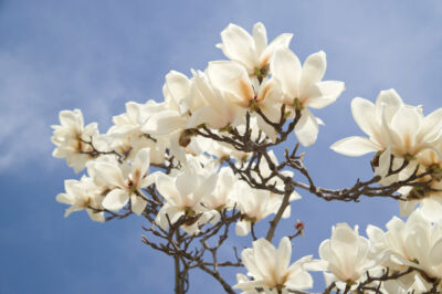 magnolie-farbe