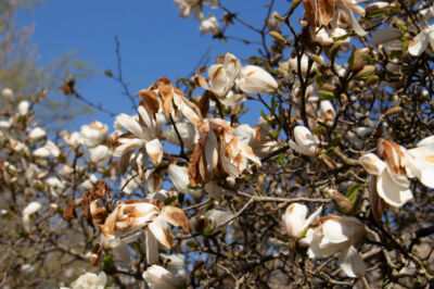 magnolie-knospen-braun
