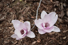 magnolie-rindenmulch