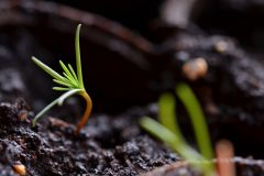Palisander pflanze - Die preiswertesten Palisander pflanze ausführlich verglichen