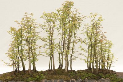 mammutbaum-bonsai-schneiden