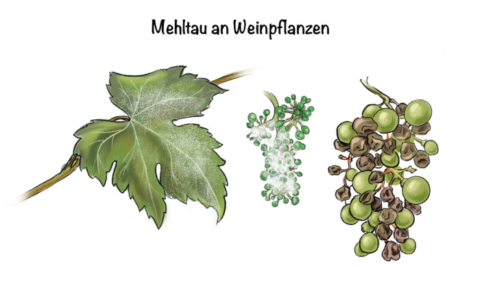 Mehltau an Weinpflanzen