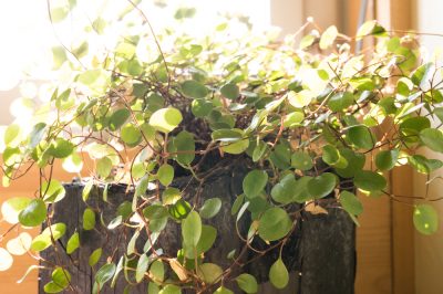 muehlenbeckia-zimmerpflanze