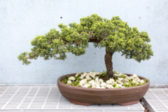 Jadebaum bonsai - Die preiswertesten Jadebaum bonsai verglichen