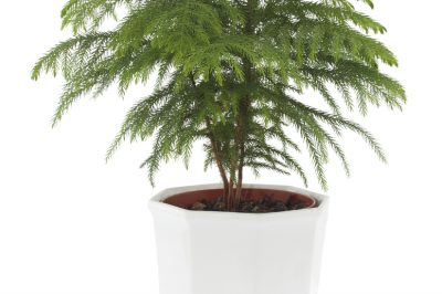 nadelbaum-zimmerpflanze