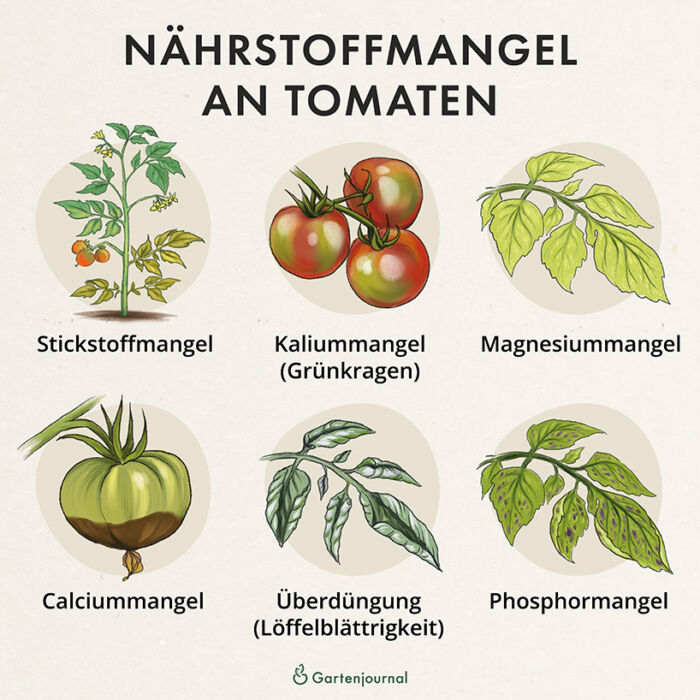 Übersicht von Symptomen die aufgrund von Nährstoffmangel an Tomaten entstehen als Illustration