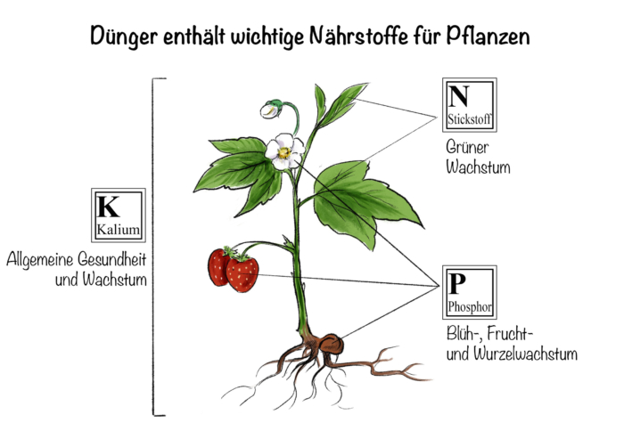 NPK Dünger: Dünger enthält wichtige Nährstoffe für Pflanzen