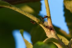 obstbaum-ameisen