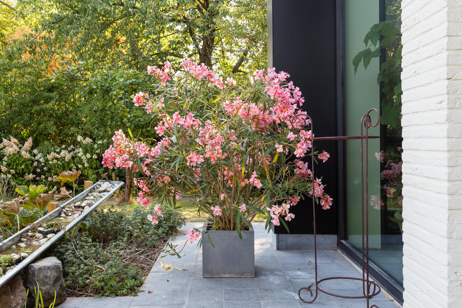 Oleander, an einer Hausmauer