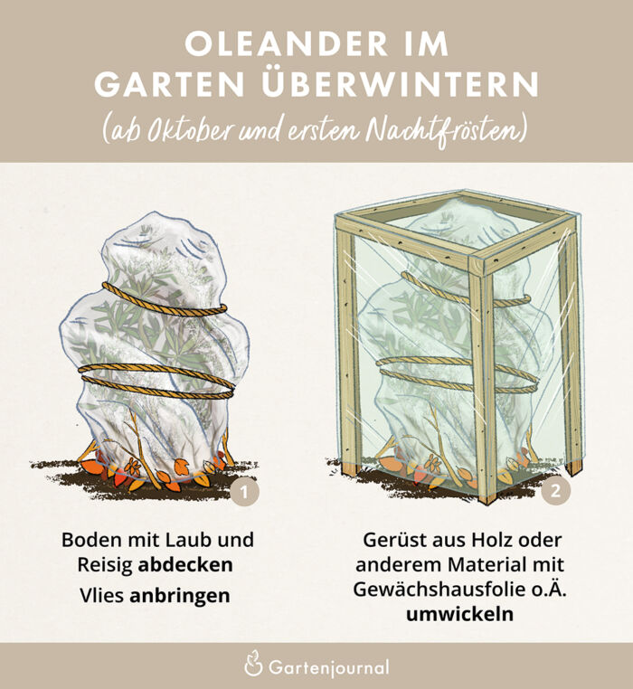 Illustrierte Anleitung, wie Oleander im Garten und Beet überwintert werden kann