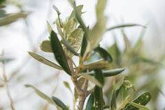 olivenbaum-ameisen