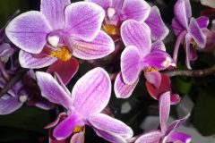Schmetterlingsorchidee Pflege