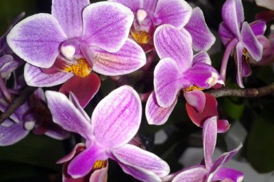 Schmetterlingsorchidee Pflege