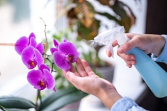 orchideenpflege-tipps