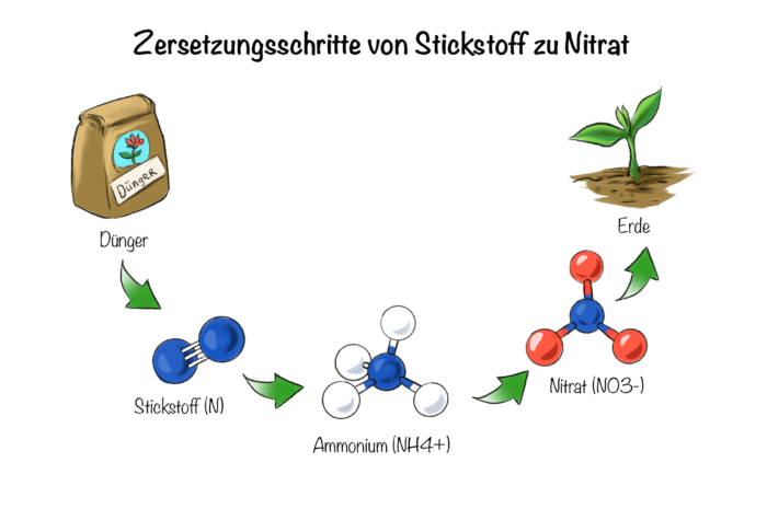 Organischer Dünger: Zersetzungsschritte von Stickstoff zu Nitrat