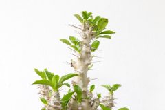 Gardenia blume - Die qualitativsten Gardenia blume verglichen