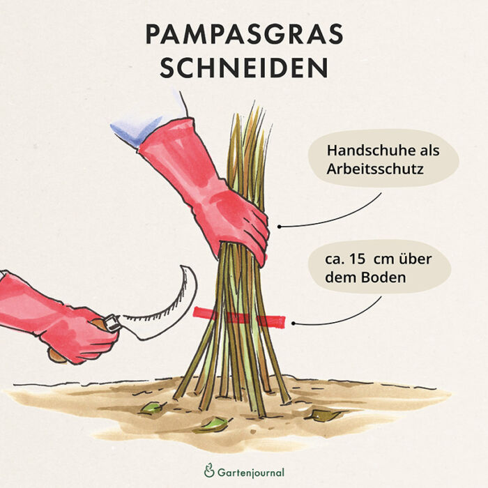 Illustration, wie Pampasgras geschnitten wird