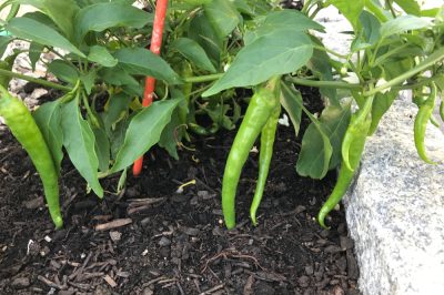 peperoni-gruen-ernten
