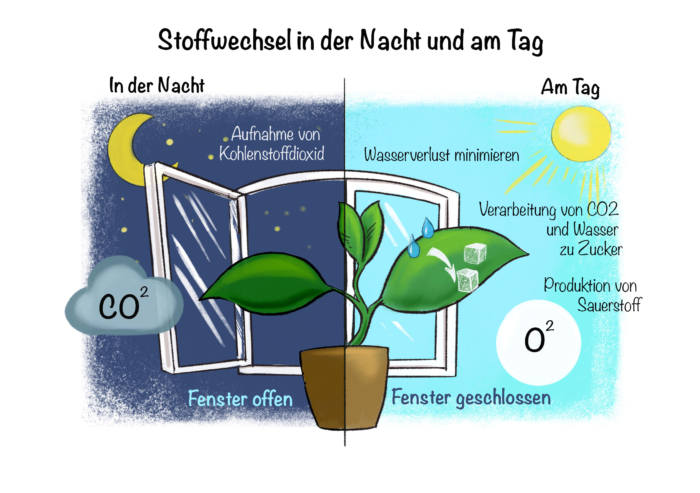 Pflanzen im Schlafzimmer: Stoffwechsel in der Nacht und am Tag