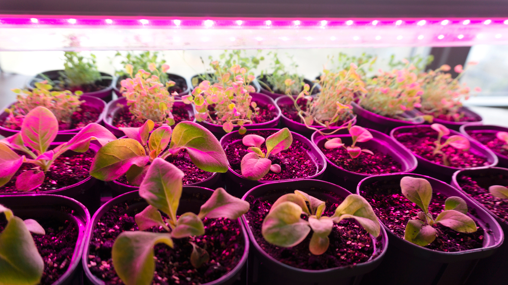 30W LED Pflanze Licht mit Zeitschaltuhr Pflanzen Lampe Pflanzenleuchte 54LED DHL 