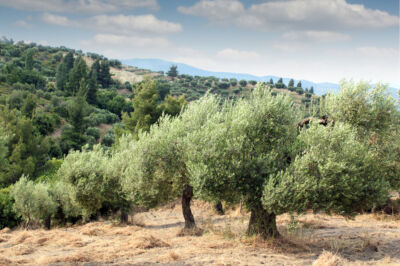 pflanzenportraet-der-olivenbaum-newsletter