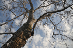 pflanzenportraet-walnussbaum-newsletter