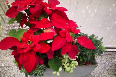 pflanzkuebel-weihnachtlich-dekorieren