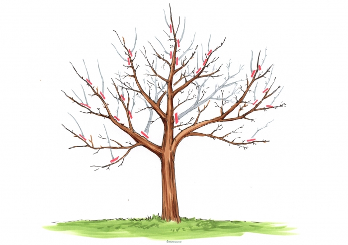 Pflaumenbaum Erhaltungsschnitt