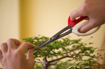 pflege-bonsai-baum